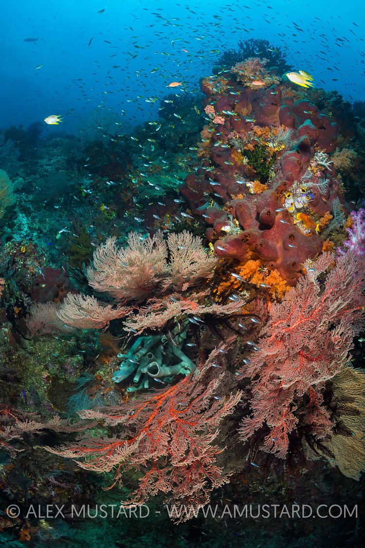 Reef Scene. Indonesia.