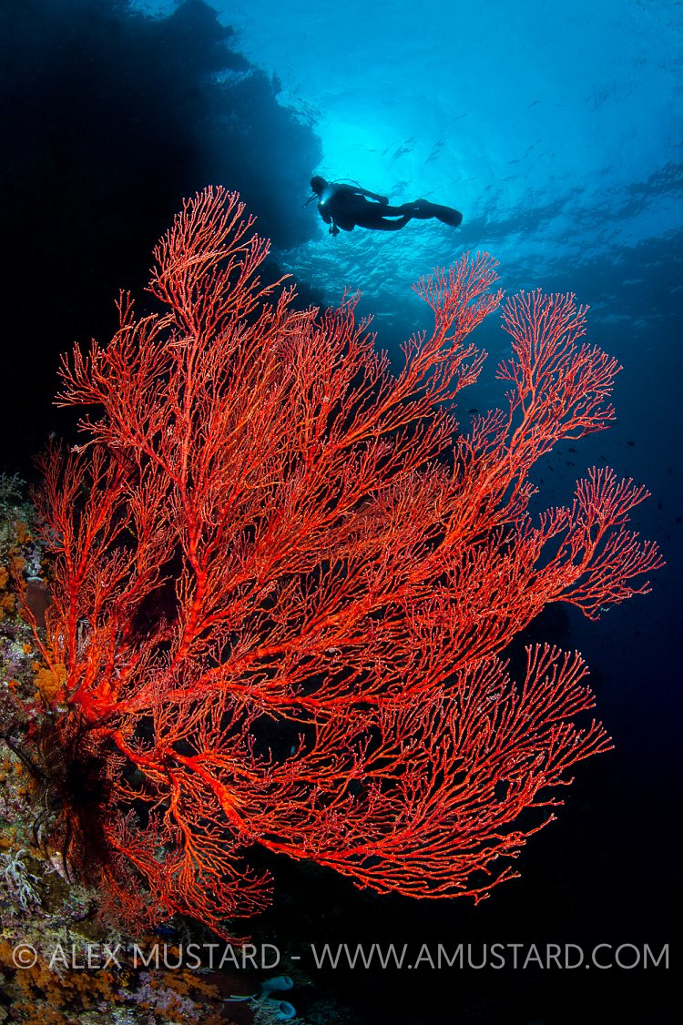 Sea Fan With Diver. Indonesia