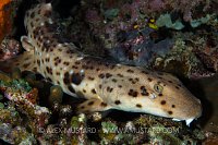 Walking Shark. Indonesia.