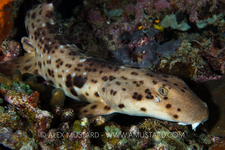 Walking Shark. Indonesia.