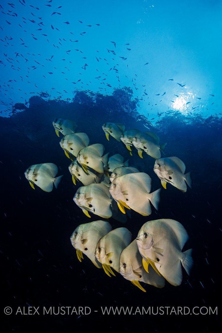 Batfish. Indonesia