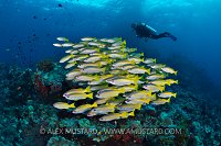 Snapper Ball. Indonesia