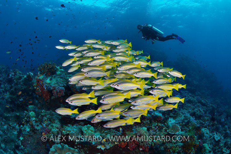 Snapper Ball. Indonesia
