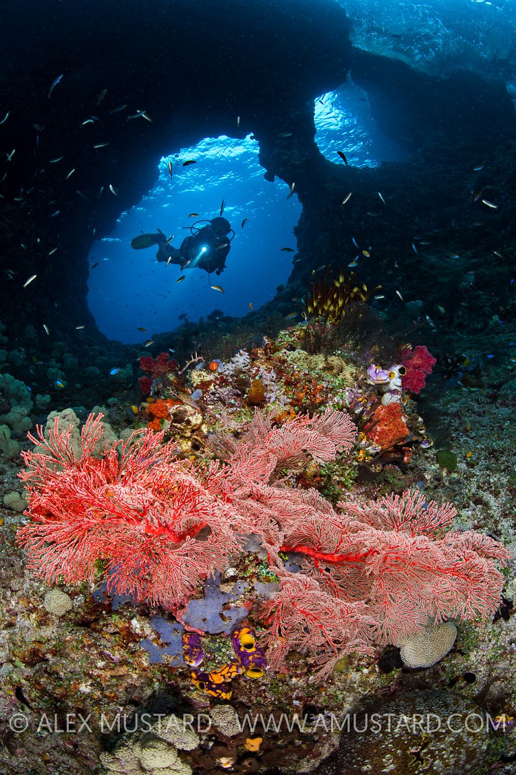 Boo Windows. Indonesia.