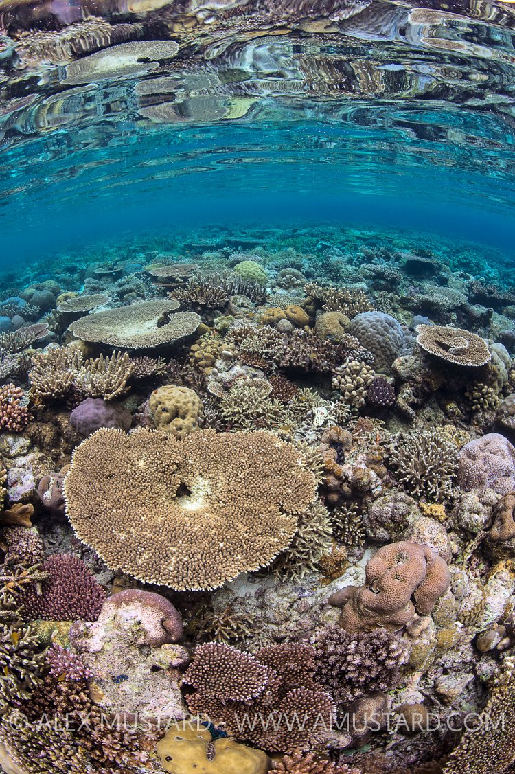 Coral Garden. Indonesia.