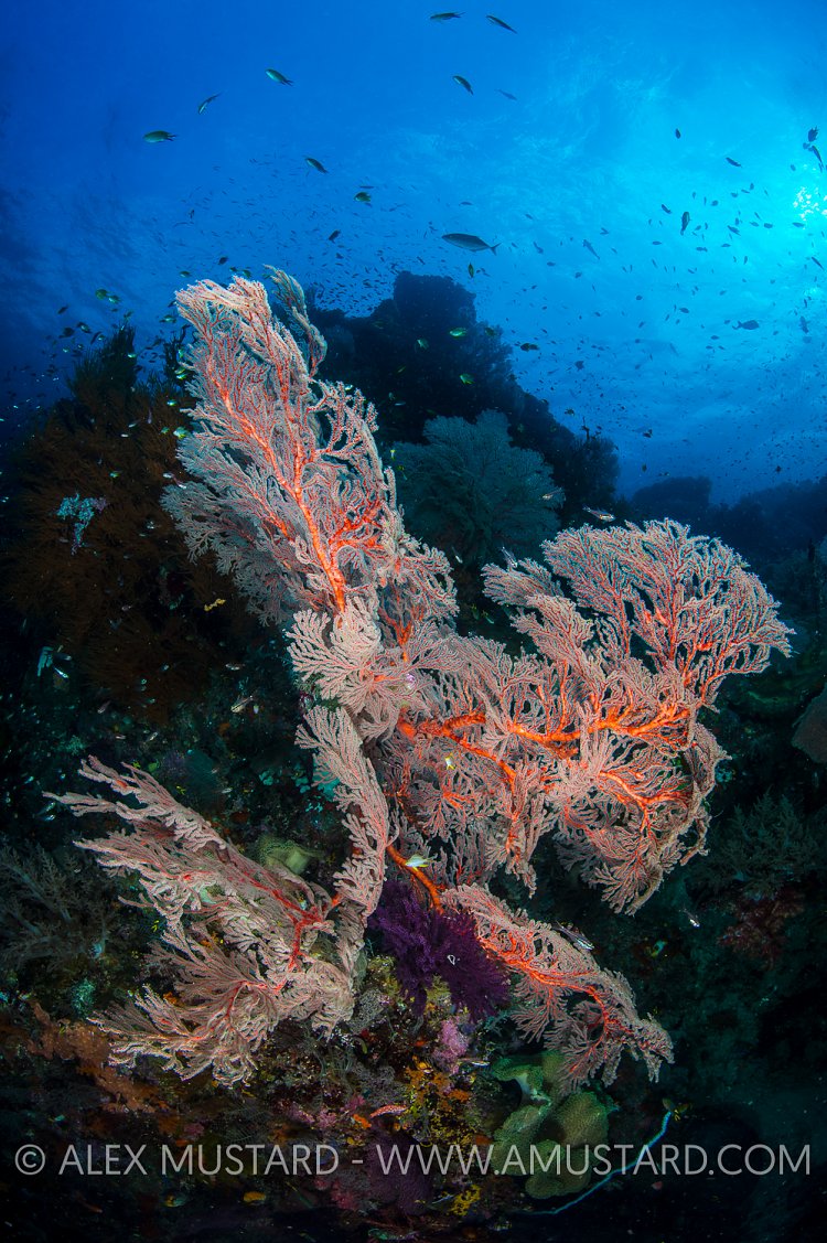 Seafan. Indonesia.