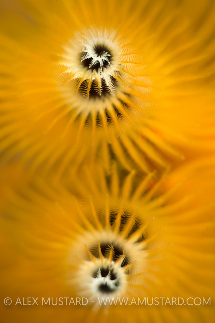 Christmas Tree Worm. Indonesia.