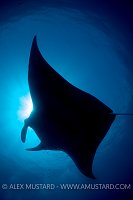 A silhouette of a eef manta (Manta alfredi), swimming over divers. Misool, Raja Ampat, West Papua, Indonesia. Ceram Sea, Tropical West Pacific Ocean.