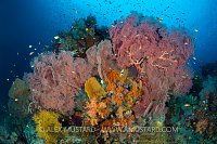 Rich Reef. Indonesia