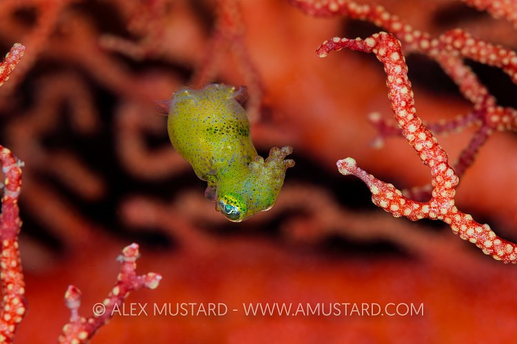 Pygmy Squid In Coral. Indonesia.