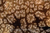 Wobbegong Shark Skin. Indonesia.