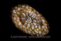 Wobbegong Eye. Indonesia