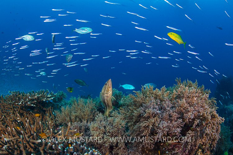 A slender grouper (Anyperodon leucogrammicus) exploits the confusion caused by and orange spotted trevally (Carangoides bajad) hunting silversides (Atherinidae) to plan an ambush. Raja Ampat, West Papua, Indonesia. Dampier Strait, Tropical West Pacific Ocean.
Minor backscatter cleaning.