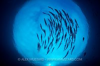 Barracuda Silhouette. Indonesia