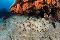 Wobbegong Snooze. Indonesia