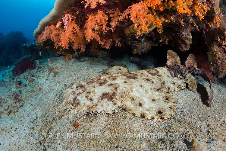 Wobbegong Snooze. Indonesia