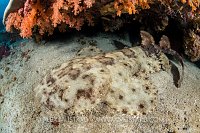 Resting Wobbegong Shark. Indonesia