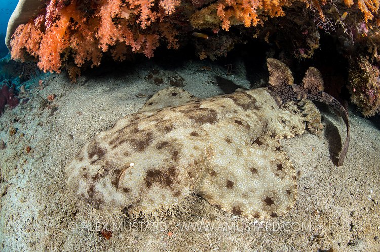 Resting Wobbegong Shark. Indonesia