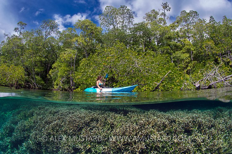 Kayaker In Mangroves. Indonesia