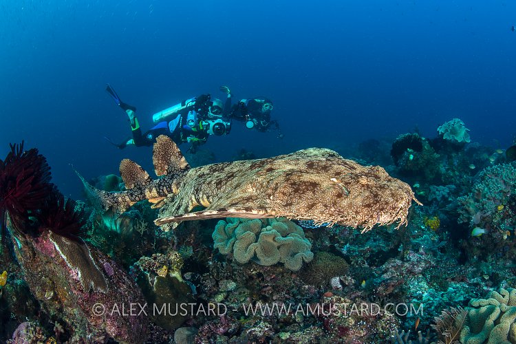 Tassled Wobbegong Swimming. Indonesia