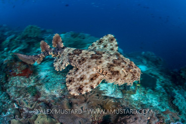 Magic Carpet Ride. Indonesia