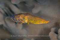 Jetting Blue Ring. Indonesia.