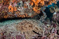 Wobbegong Snooze. Indonesia