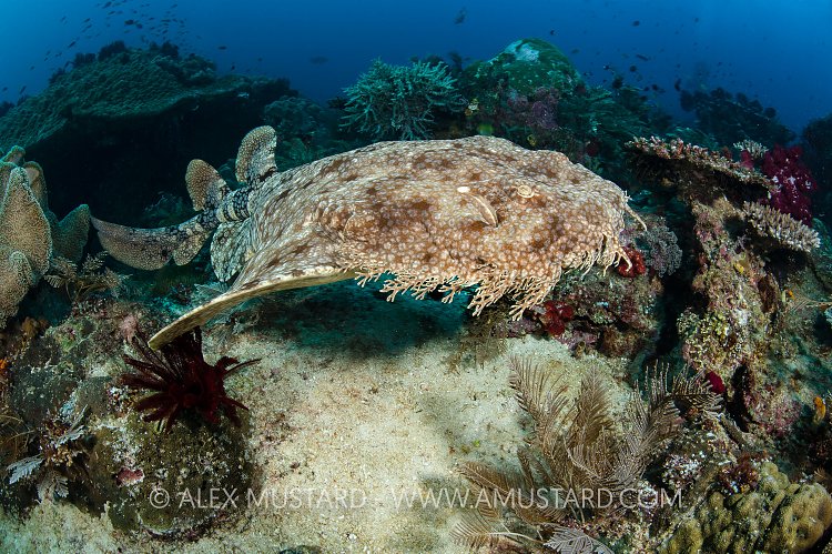 Wobbegong Swimming. Indonesia