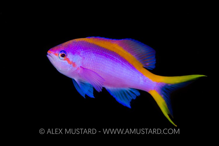 Purple Anthias. Raja Ampat