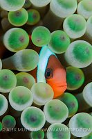 Red And Black Anemonefish. Indonesia.