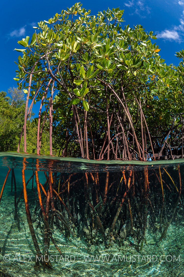 Mangroves Trees. Indonesia