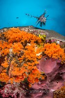 Lionfish Over Reef. Indonesia