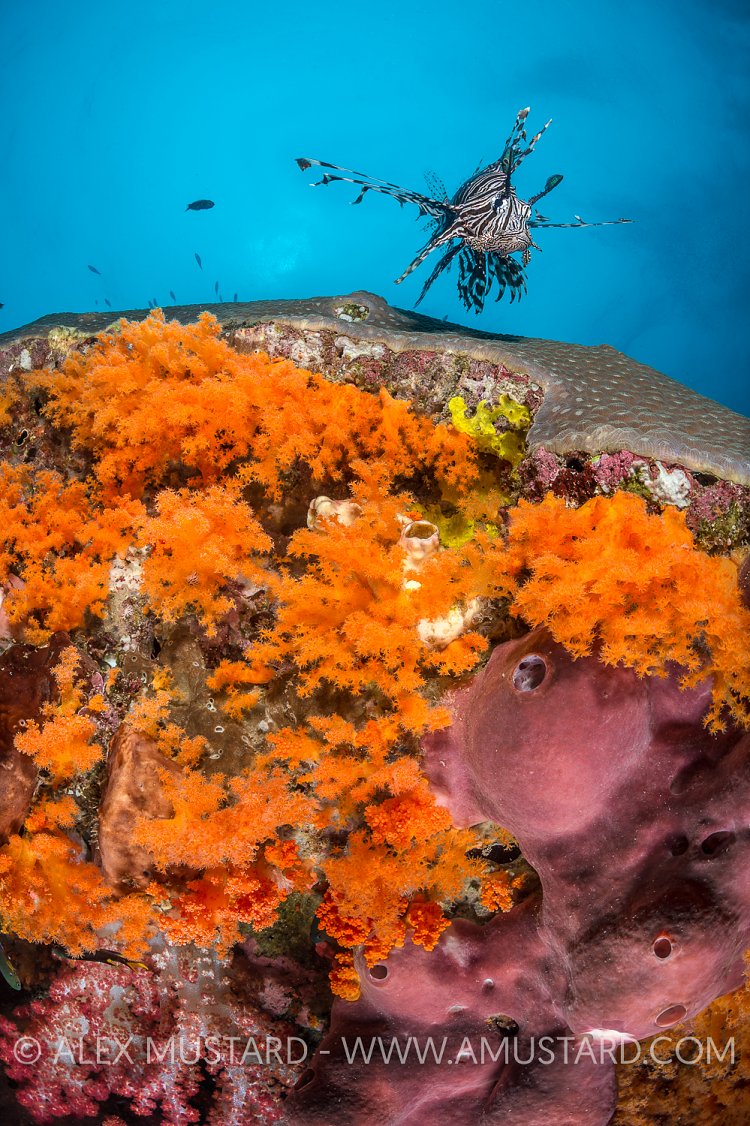 Lionfish Over Reef. Indonesia