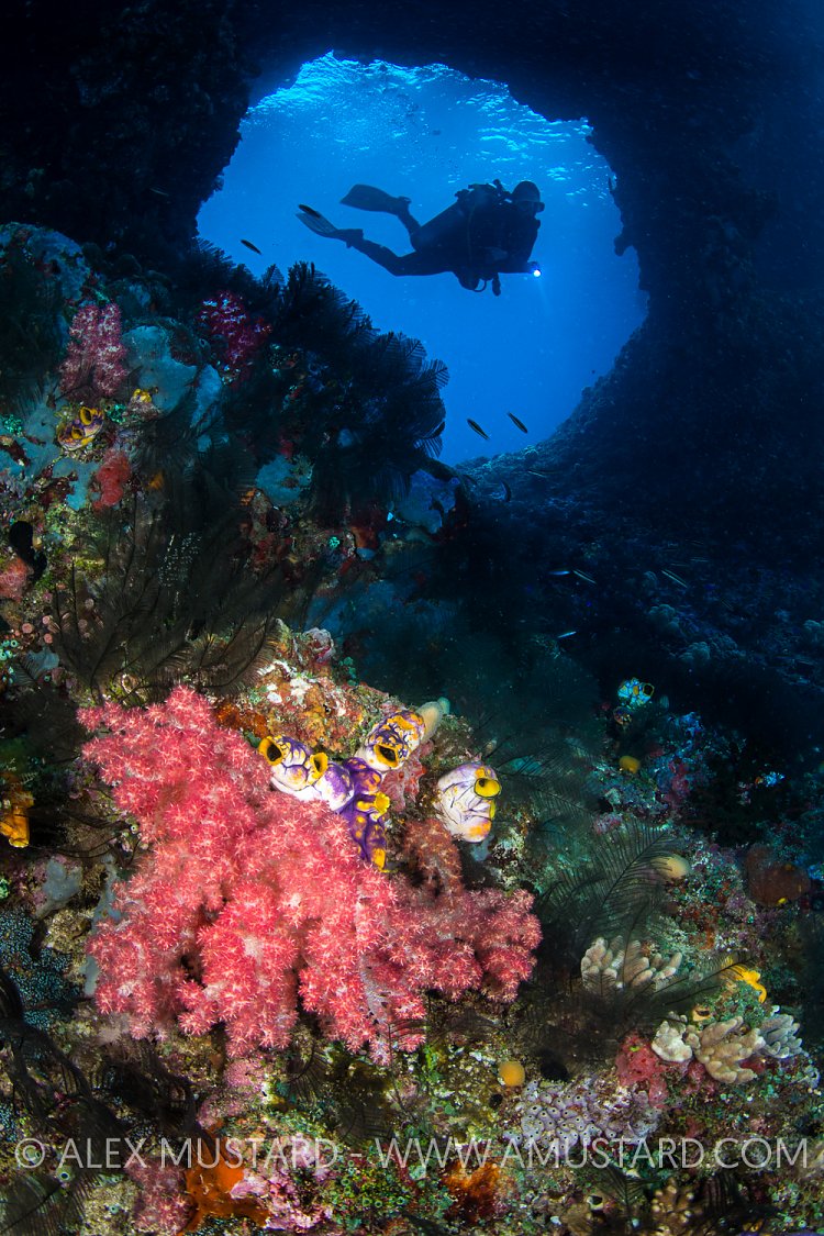 Boo Windows. Indonesia