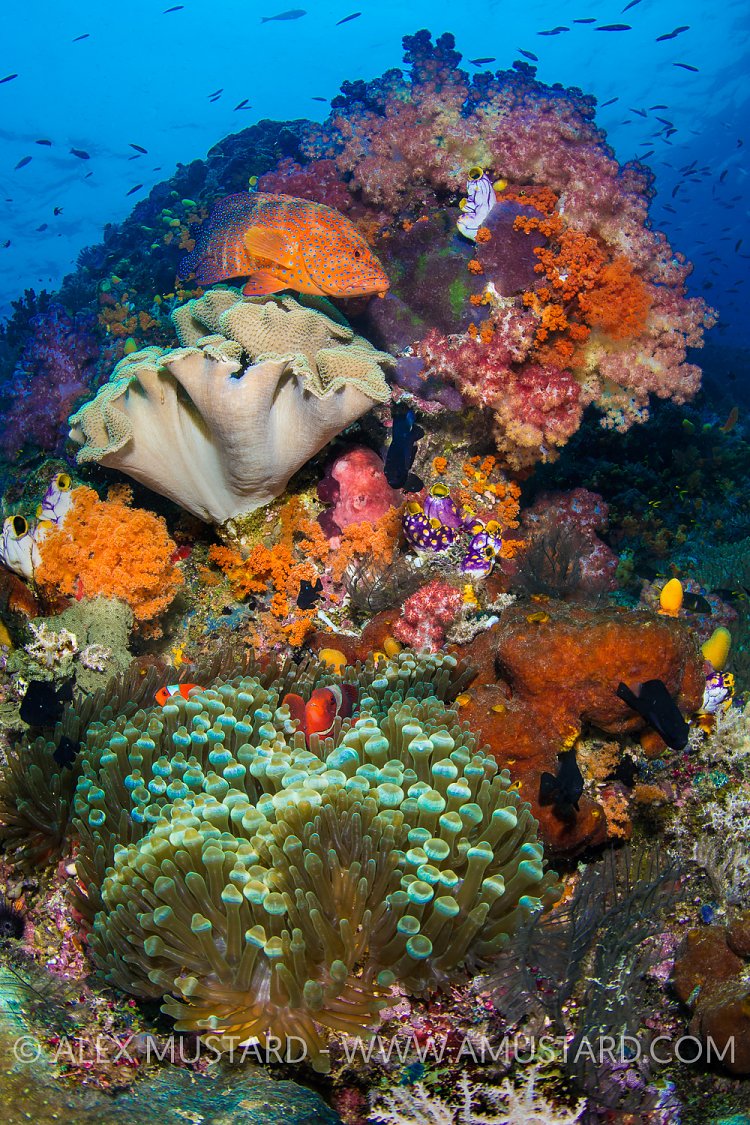 Colourful Reef Scene. Indonesia