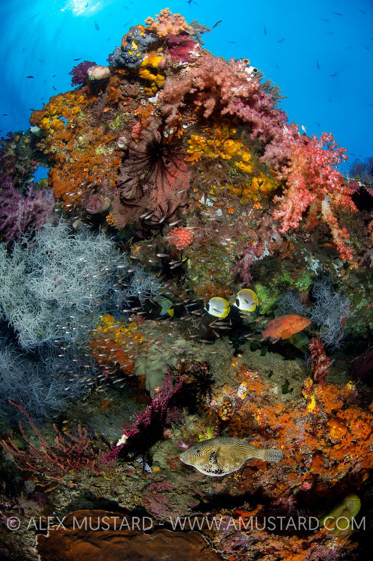 Bustling Reef Scene. Indonesia