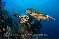 Hawksbill On Reef. Indonesia