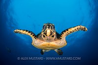 Super Turtle. Indonesia