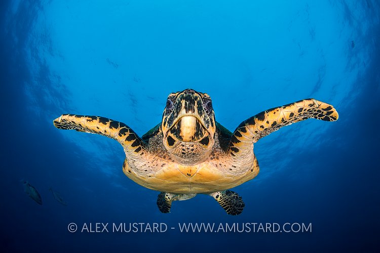 Super Turtle. Indonesia