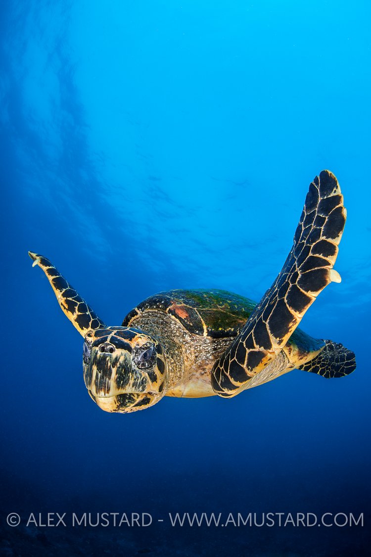 Hawksbill Turtle. Indonesia
