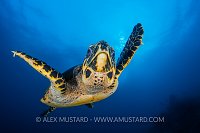 Hawksbill Turtle. Indonesia