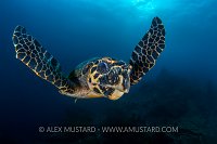 Hawksbill Turtle. Indonesia.