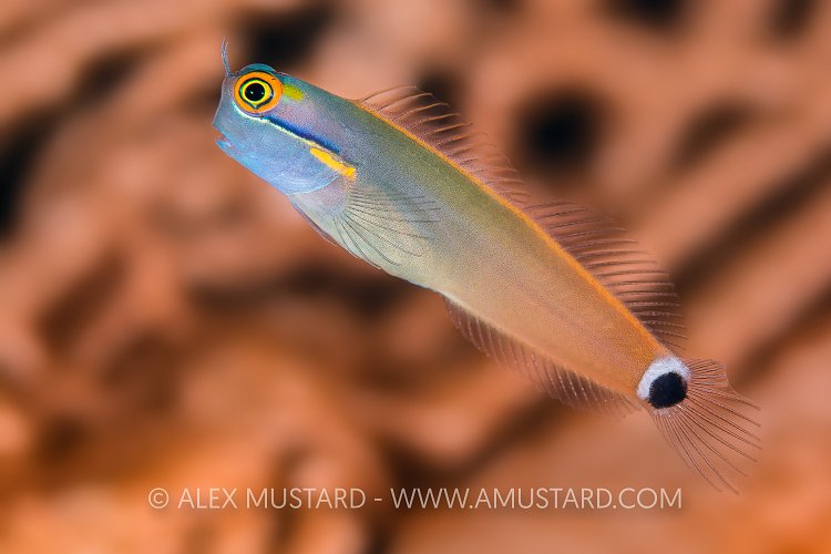 Tailspot Blenny. Indonesia
