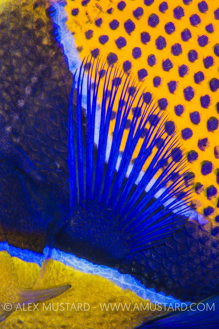 Majestic Pattern. Indonesia