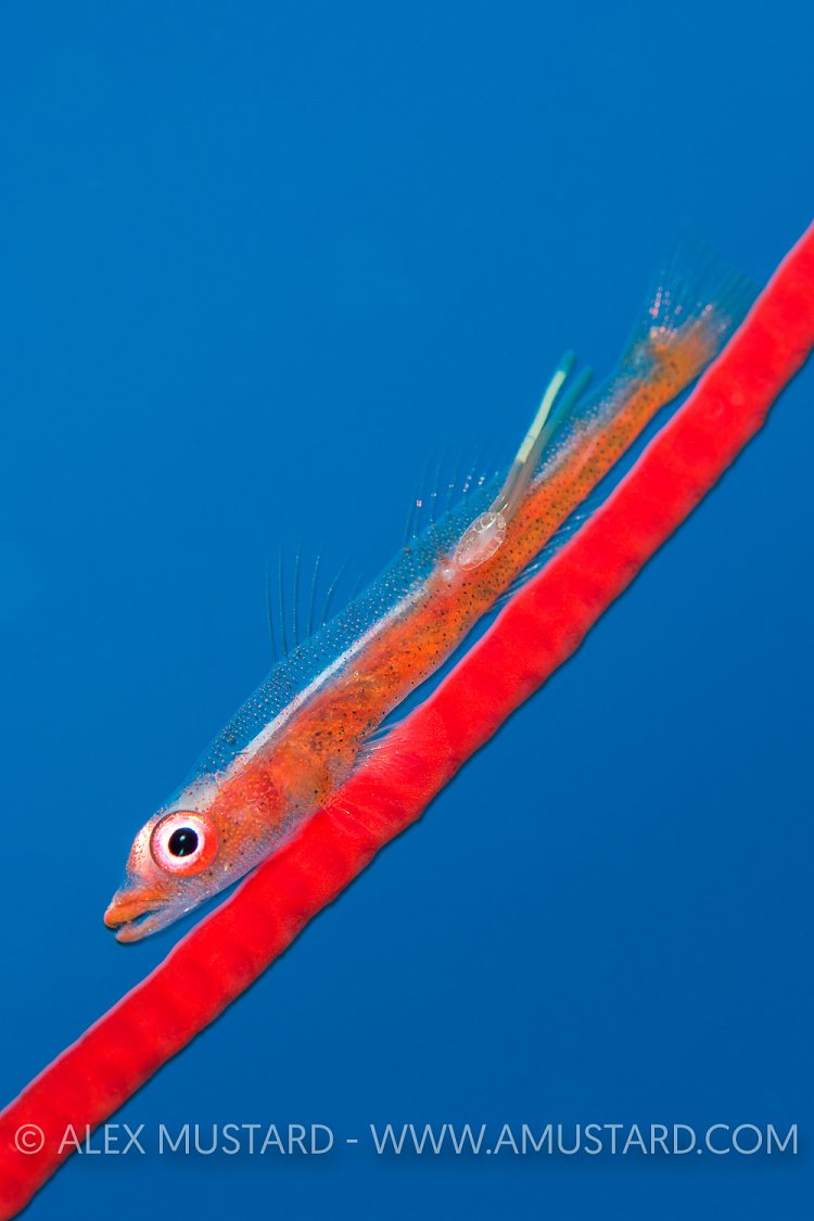 Goby WIth  Parasite. Indonesia