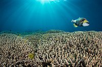 Titan Over Reef. Indonesia