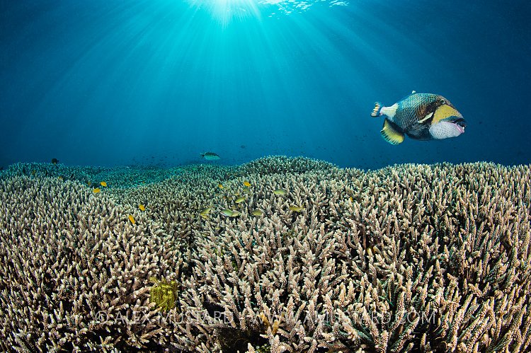 Titan Over Reef. Indonesia