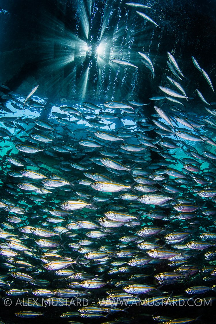 Beneath The Jetty. Indonesia