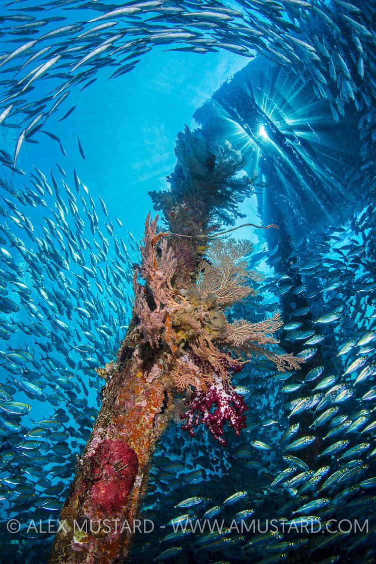 Jetty Life. Indonesia