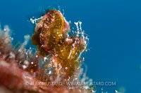 Green Algae Shrimp. Indonesia